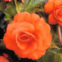Double Begonia Collection 5/6cm -Plant Flower Store Double Begonia Collection 5 6cm 1022234 2 46613.1650442517