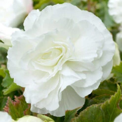 Double Begonia Collection 5/6cm -Plant Flower Store Double Begonia Collection 5 6cm 1022234 3 28390.1650442517