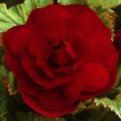 Double Begonia Collection 5/6cm -Plant Flower Store Double Begonia Collection 5 6cm 1022234 4 00414.1650442516
