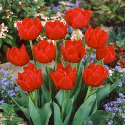 Double Early Tulip Collection Tulipa -Plant Flower Store Double Early Tulip Collection 1020144 6 06288.1624531891