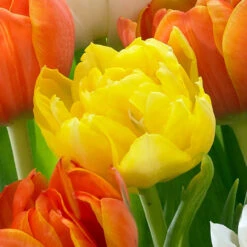 Double Early Tulip Collection Tulipa -Plant Flower Store Double Early Tulip Collection 1020144 7 24401.1624531890