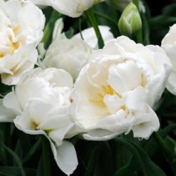 Double Early Tulip Collection Tulipa -Plant Flower Store Double Early Tulip Collection 1020144 8 11872.1661932686