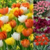 Double Early Tulip Collection Tulipa -Plant Flower Store Double Early Tulip Collection 1020144 69557.1628071650