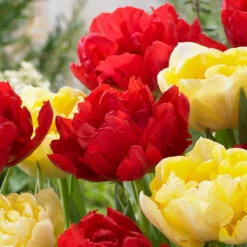 Double Early Tulip Collection B 13 Double Early Tulip Collection B -Plant Flower Store Double Early Tulip Collection B 1022392 4 50515.1687861206