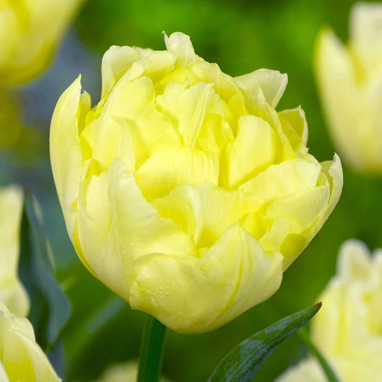Double Early Tulip Collection B 5 Double Early Tulip Collection B - Image 3