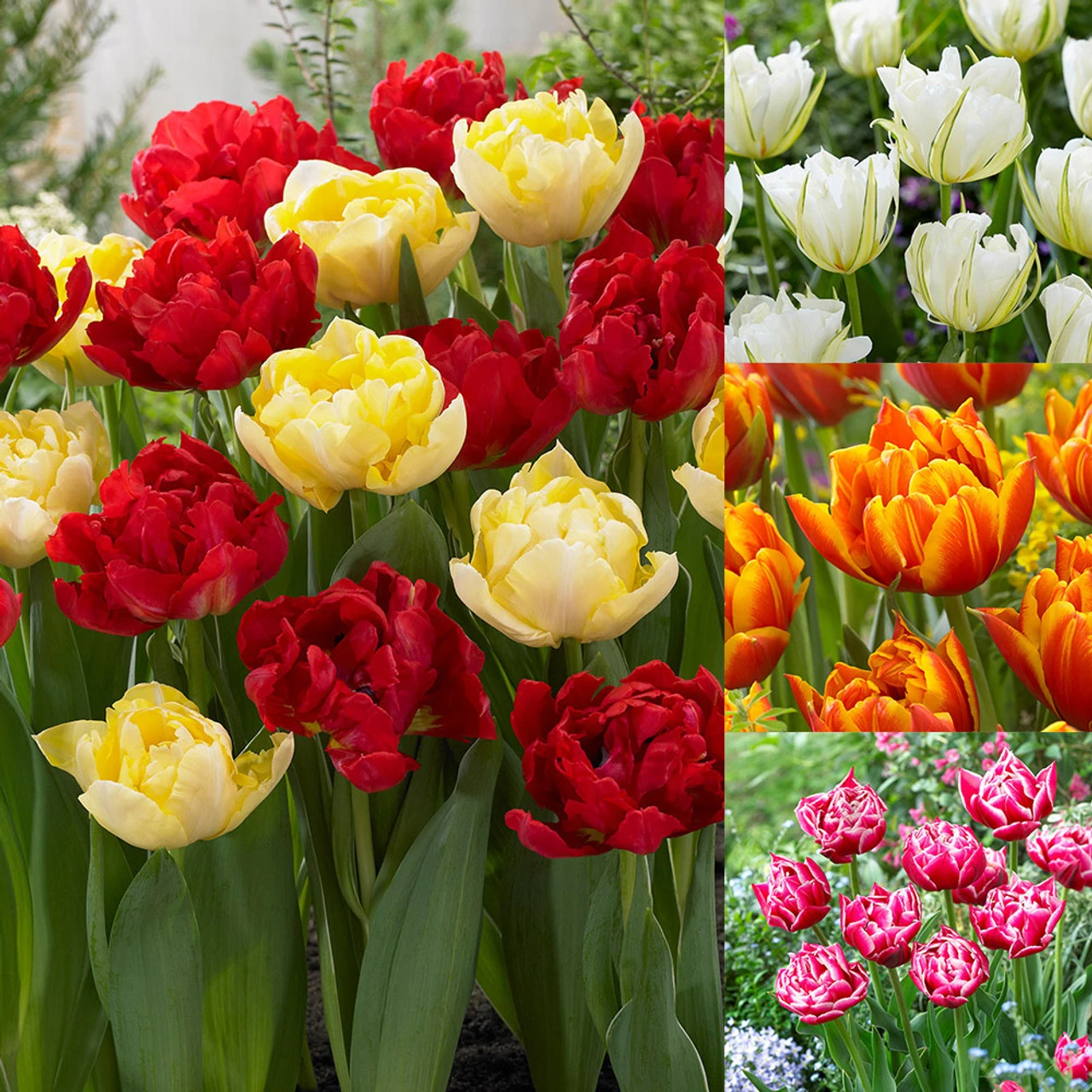 Double Early Tulip Collection B 3 Double Early Tulip Collection B