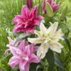Lilium Mixed Double Oriental -Plant Flower Store Double Oriental Lilies Mix 0011651 2 15542.1649076042