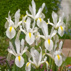 Iris Hollandia Collection Dutch Iris Collection -Plant Flower Store Dutch Iris Collection 1021451 2 02596.1655280838