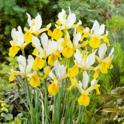 Iris Hollandia Collection Dutch Iris Collection -Plant Flower Store Dutch Iris Collection 1021451 3 83178.1655280838