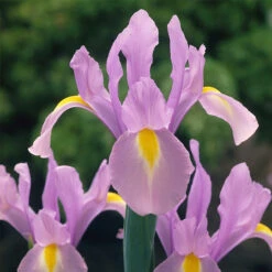 Iris Hollandia Collection Dutch Iris Collection -Plant Flower Store Dutch Iris Collection 1021451 4 26386.1655280838