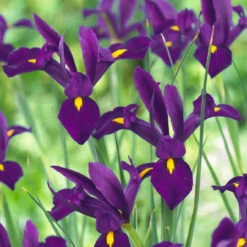 Iris Hollandia Collection Dutch Iris Collection -Plant Flower Store Dutch Iris Collection 1021451 5 96019.1655280838