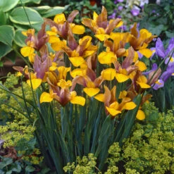 Iris Hollandia Collection Dutch Iris Collection -Plant Flower Store Dutch Iris Collection 1021451 7 16523.1655280838