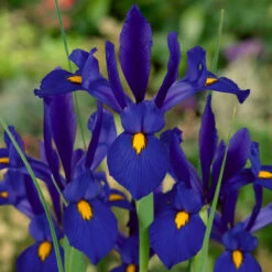 Iris Hollandia Collection Dutch Iris Collection -Plant Flower Store Dutch Iris Collection 1021451 8 67429.1655280838