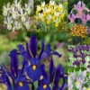 Iris Hollandia Collection Dutch Iris Collection -Plant Flower Store Dutch Iris Collection 1021451 41782.1655280838