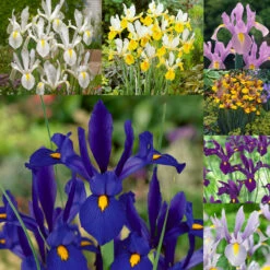 Iris Hollandia Collection Dutch Iris Collection