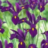 Iris Hollandia Purple Sensation 7-8cm Iridaceae -Plant Flower Store Dutch Iris Purple Sen 7 8cm 0000517 24333.1623343231