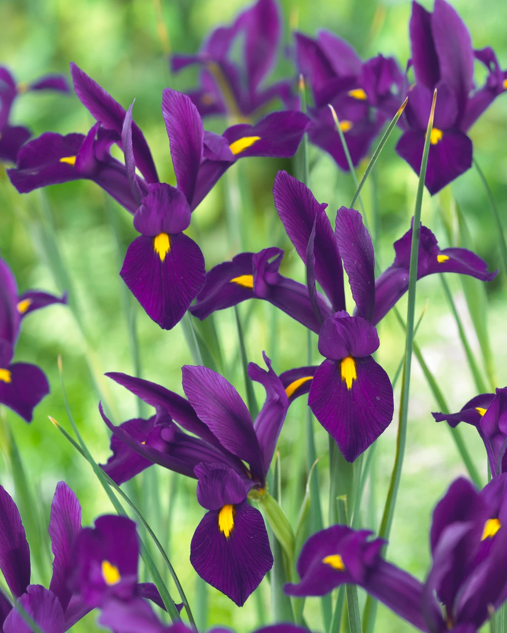 Iris Hollandia Purple Sensation 7-8cm Iridaceae 3 Iris Hollandia Purple Sensation 7-8cm Iridaceae