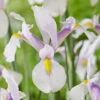 Iris Hollandia Carmen Dutch Iris 2 Iris Hollandia Carmen Dutch Iris -Plant Flower Store Dutch iris Carmen 0014803 73951.1687521529