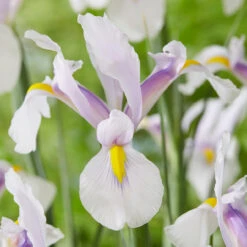 Iris Hollandia Carmen Dutch Iris