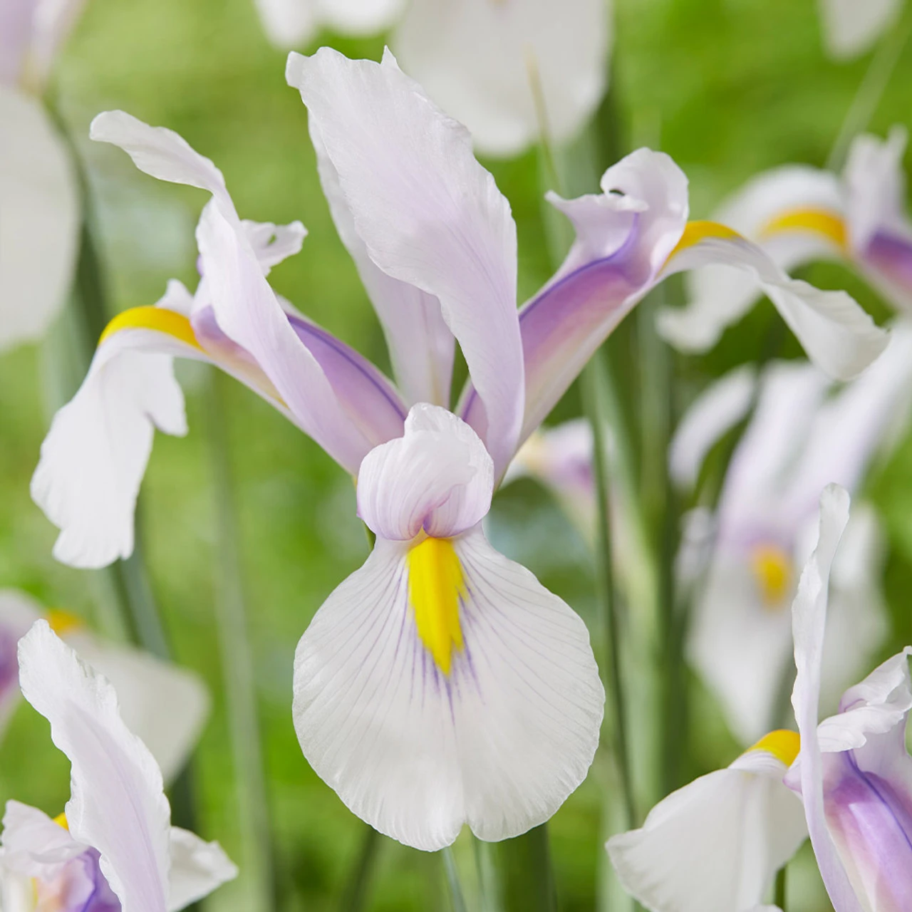 Iris Hollandia Carmen Dutch Iris 3 Iris Hollandia Carmen Dutch Iris