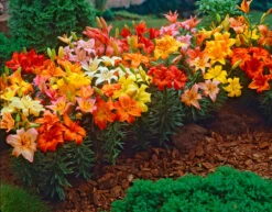 Lilium Mixed Asiatic 14/16cm Lily 8 Lilium Mixed Asiatic 14/16cm Lily -Plant Flower Store Dwarf Lilies Mixed Asiatic 83738.1649152790