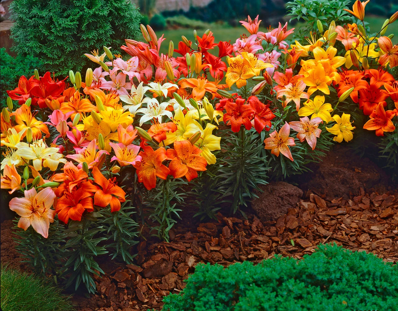 Lilium Mixed Asiatic 14/16cm Lily 5 Lilium Mixed Asiatic 14/16cm Lily - Image 3