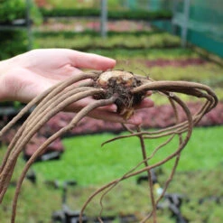 Eremurus Collection Foxtail Lily -Plant Flower Store Eremurus Top Size 97994.1655215783