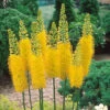 Eremurus Bungei/Stenophyllis Foxtail Lily -Plant Flower Store Eremurus Bungei 0000537 2 96791.1638541285