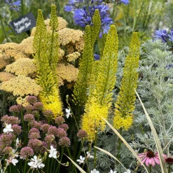 Eremurus Bungei/Stenophyllis Foxtail Lily -Plant Flower Store Eremurus Bungei 0000537 4 62934.1690442998