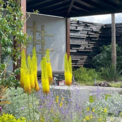 Eremurus Bungei/Stenophyllis Foxtail Lily -Plant Flower Store Eremurus Bungei 0000537 5 59556.1690442998