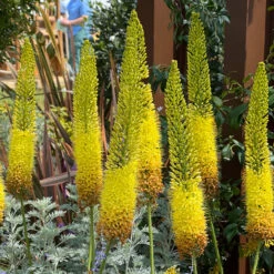 Eremurus Bungei/Stenophyllis Foxtail Lily -Plant Flower Store Eremurus Bungei 0000537 6 45906.1690442998
