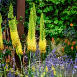 Eremurus Bungei/Stenophyllis Foxtail Lily -Plant Flower Store Eremurus Bungei 0000537 7 49806.1690442998