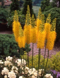 Eremurus Bungei/Stenophyllis Foxtail Lily -Plant Flower Store Eremurus Bungei 0000537 72915.1690442997