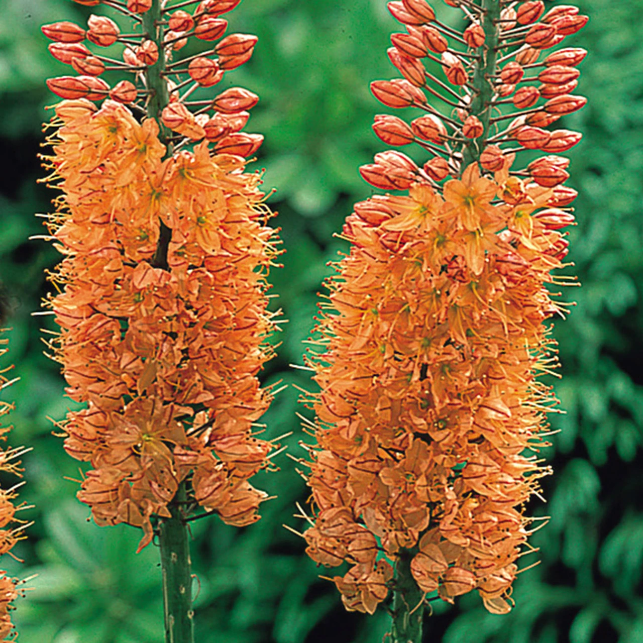 Eremurus Cleopatra Foxtail Lily 5 Eremurus Cleopatra Foxtail Lily - Image 3