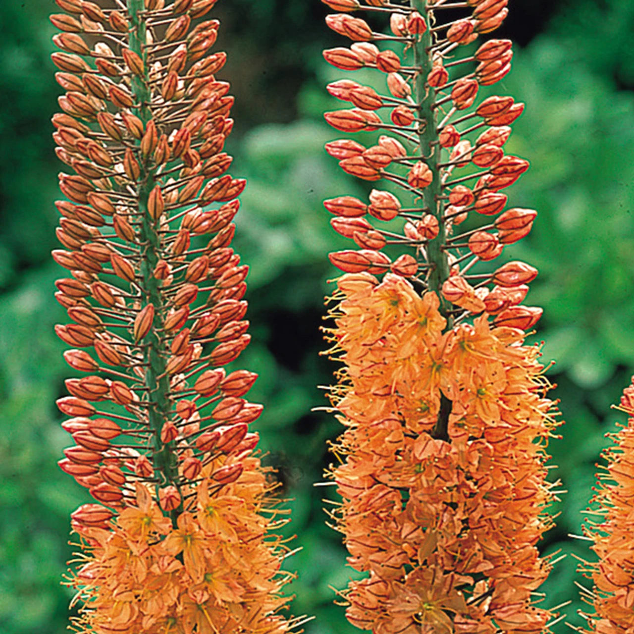 Eremurus Cleopatra Foxtail Lily 4 Eremurus Cleopatra Foxtail Lily - Image 2