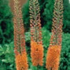 Eremurus Cleopatra Foxtail Lily -Plant Flower Store Eremurus Cleopatra 0000538 10087.1657704930