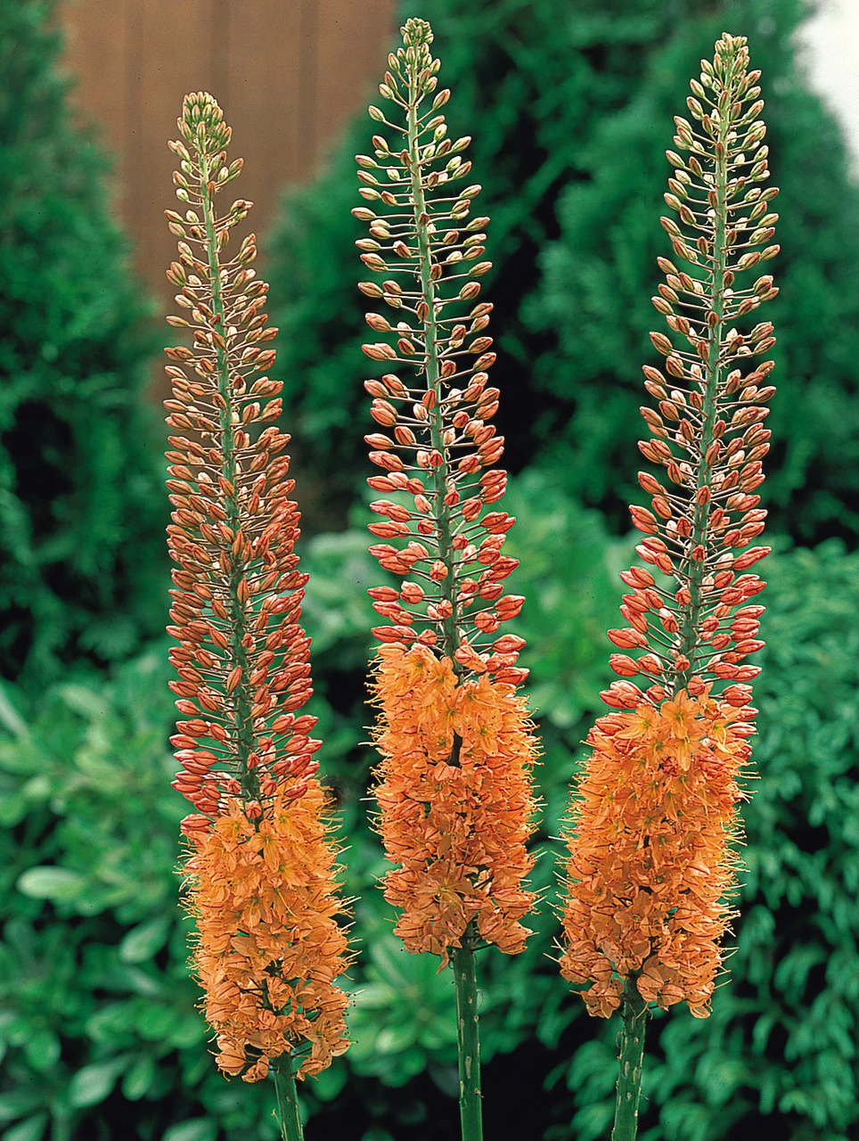 Eremurus Cleopatra Foxtail Lily 3 Eremurus Cleopatra Foxtail Lily