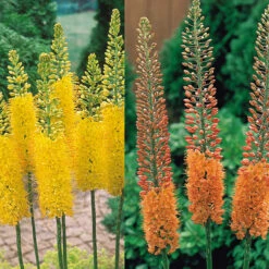 Eremurus Collection Foxtail Lily