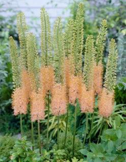 Eremurus Romance (Bulbs) Foxtail Lily -Plant Flower Store Eremurus Romance 0008987 2 73324.1623344163
