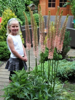 Eremurus Romance (Bulbs) Foxtail Lily -Plant Flower Store Eremurus Romance 0008987 3 15773.1623344163