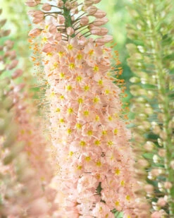 Eremurus Romance (Bulbs) Foxtail Lily -Plant Flower Store Eremurus Romance 0008987 4 18198.1623344167
