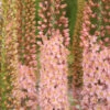 Eremurus Romance (Bulbs) Foxtail Lily -Plant Flower Store Eremurus Romance 0008987 19119.1623344162
