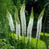Eremurus White Beauty Foxtail Lily -Plant Flower Store Eremurus White Beauty 0005443 76962.1657705588