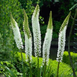 Eremurus White Beauty Foxtail Lily