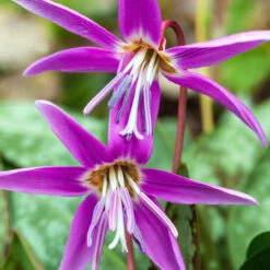 Erythronium Collection -Plant Flower Store Erythronium Collection 1006971 2 83909.1655216287