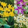Erythronium Collection -Plant Flower Store Erythronium Collection 1006971 5 01699.1655982724