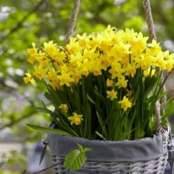 Narcissus Cyclamineus Tete A Tete 12-14cm Daffodil Cyclamineus Tete A Tete -Plant Flower Store Exhibition size Narcissi Tete a Tete 0009861 3 98087.1638540126