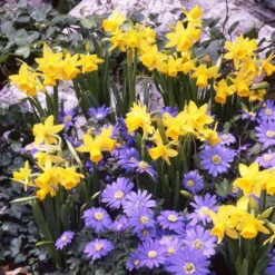 Narcissus Cyclamineus Tete A Tete 12-14cm Daffodil Cyclamineus Tete A Tete -Plant Flower Store Exhibition size Narcissi Tete a Tete 0009861 6 90672.1638540126