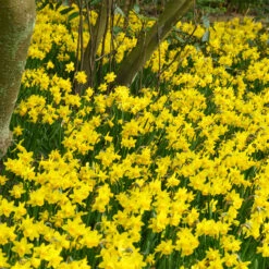 Narcissus Cyclamineus Tete A Tete 12-14cm Daffodil Cyclamineus Tete A Tete -Plant Flower Store Exhibition size Narcissi Tete a Tete 0009861 7 52831.1624537224