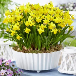 Narcissus Cyclamineus Tete A Tete 12-14cm Daffodil Cyclamineus Tete A Tete -Plant Flower Store Exhibition size Narcissi Tete a Tete 0009861 66024.1655891545